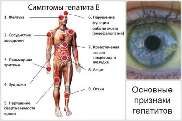 Профилактика гепатитов в республике беларусь